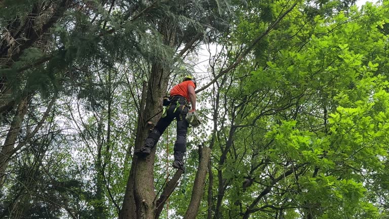 Best Tree Preservation Services  in East Lake Orient Park, FL